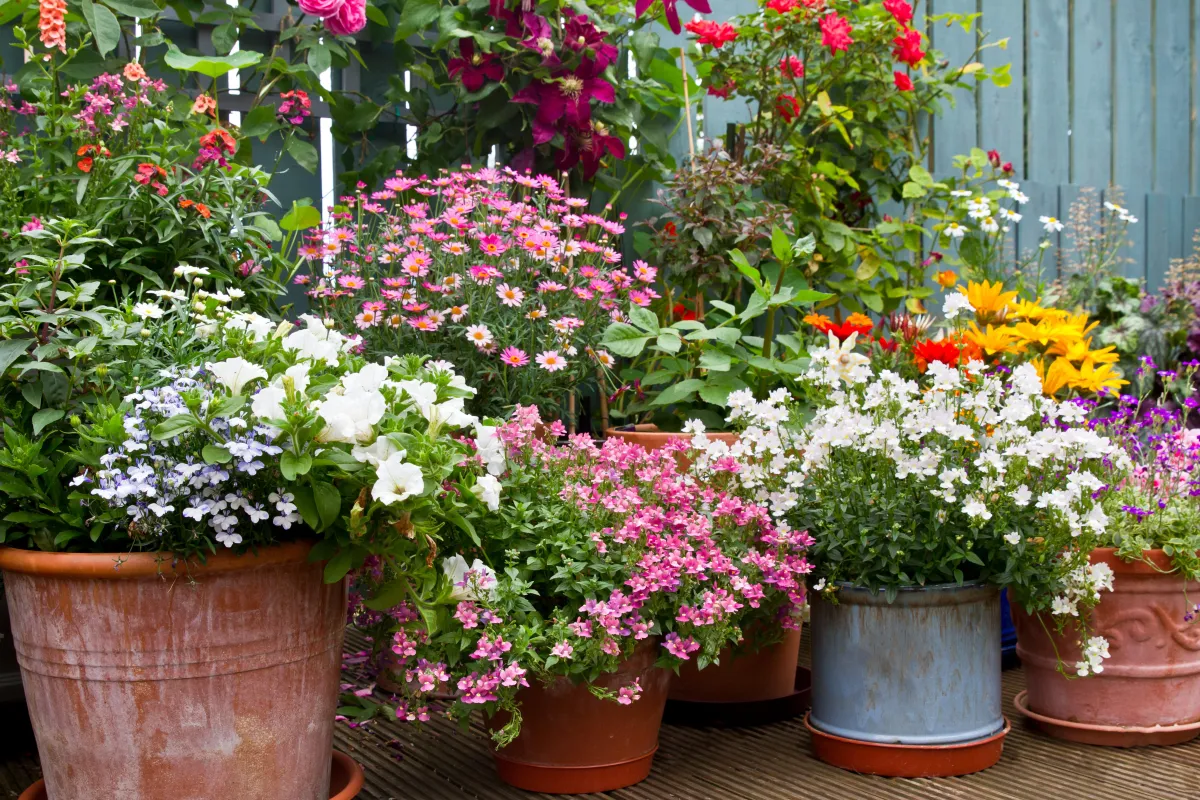Don't let your plants dry out this summer