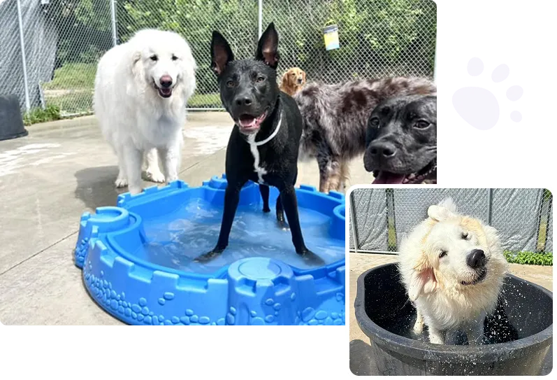 three-month-old Beagle puppy