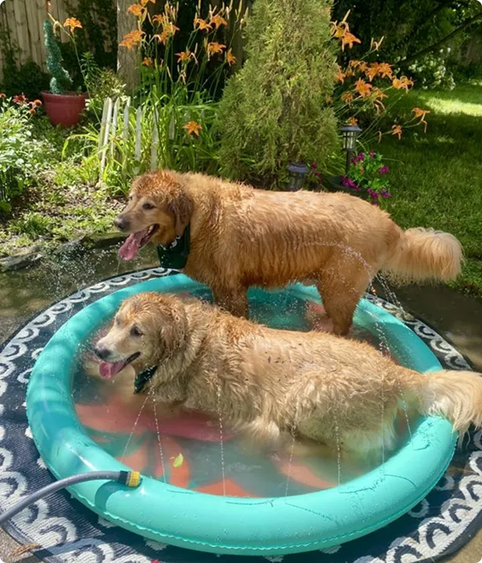 three-month-old Beagle puppy 