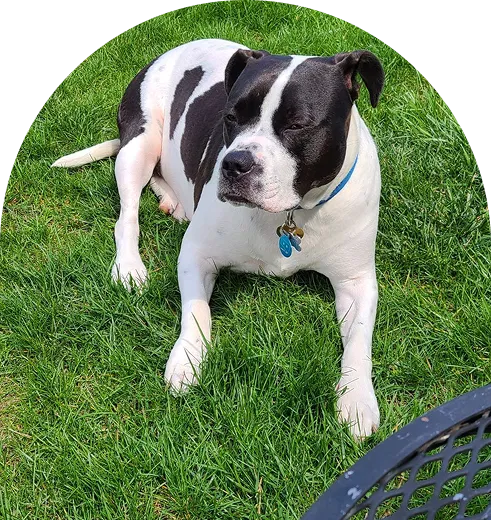 A brown and white Basenji dog 