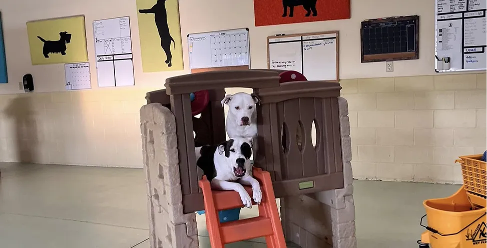 dog boarding