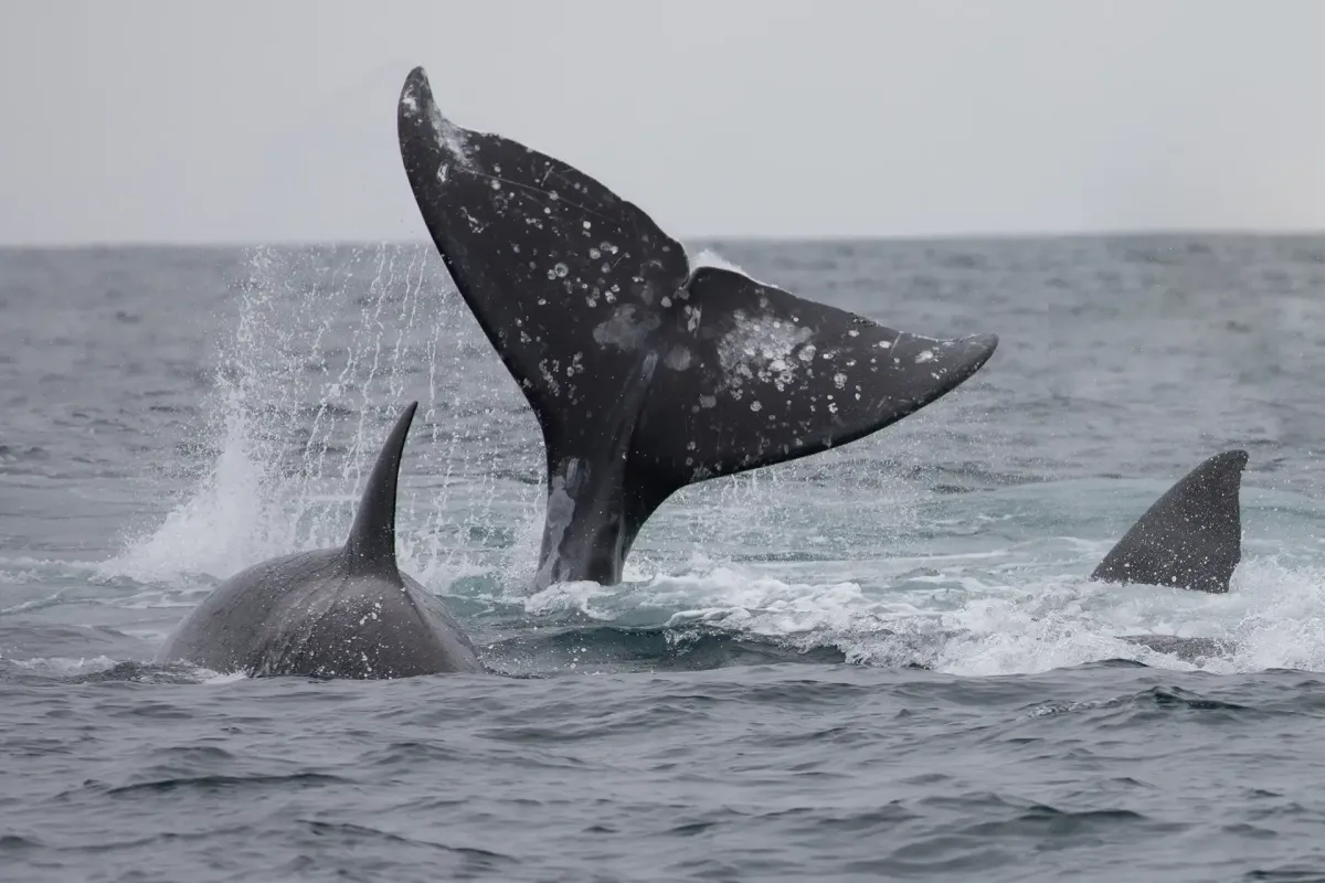 Winter Wildlife Beyond Whales: Seals, Sea Lions & Marine Mammals on West Coast Yacht Charters