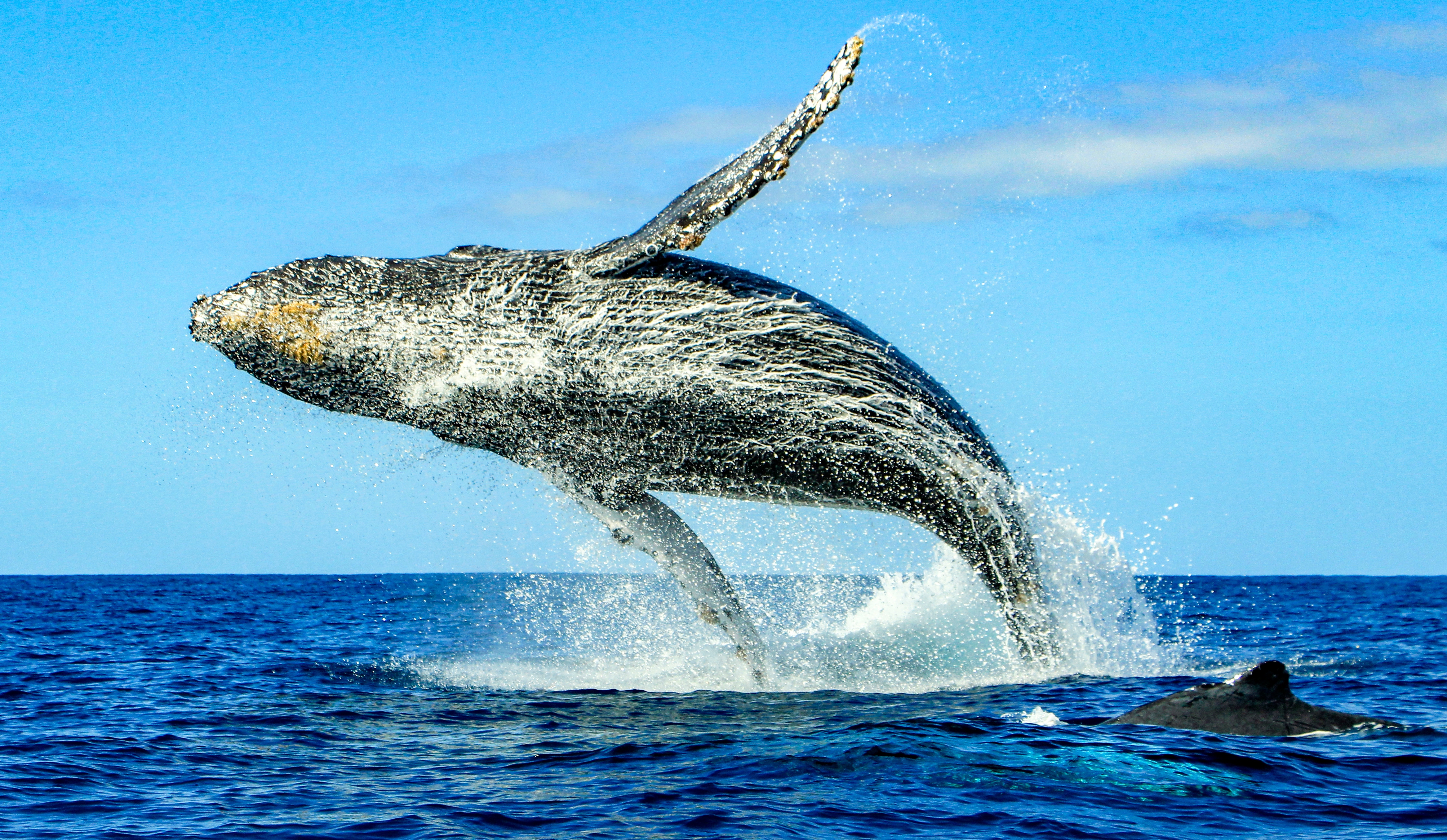 Ocean Wonders by Season