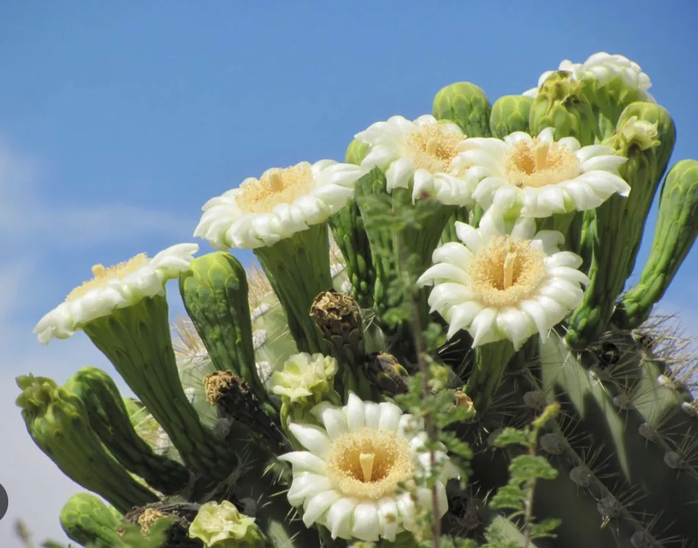 Saguaro blossoms, Fractional CFO services by Cactus Blossom Financial