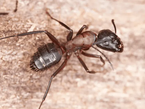 a carpenter ant