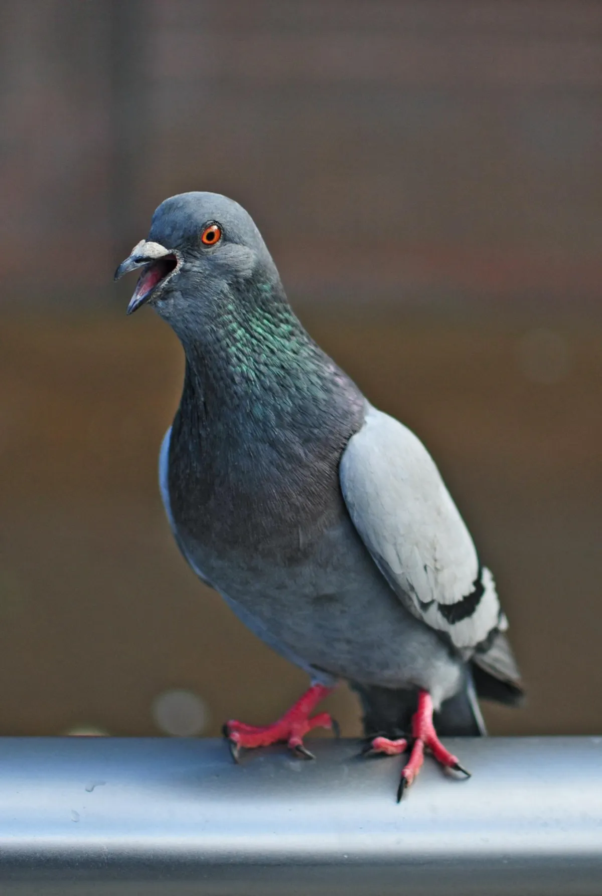 a close up photograph of a victoria pigen