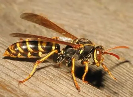 a wasp