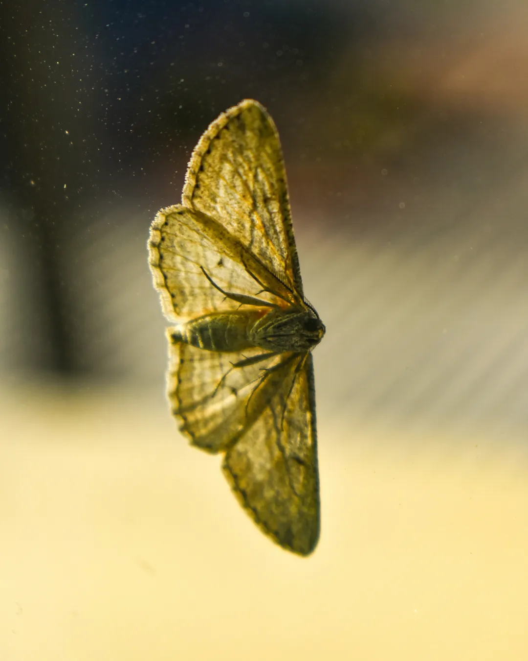 Moths Control