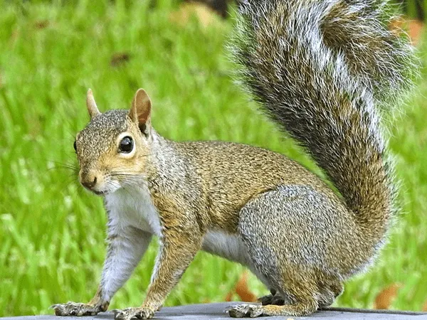 a squirrel