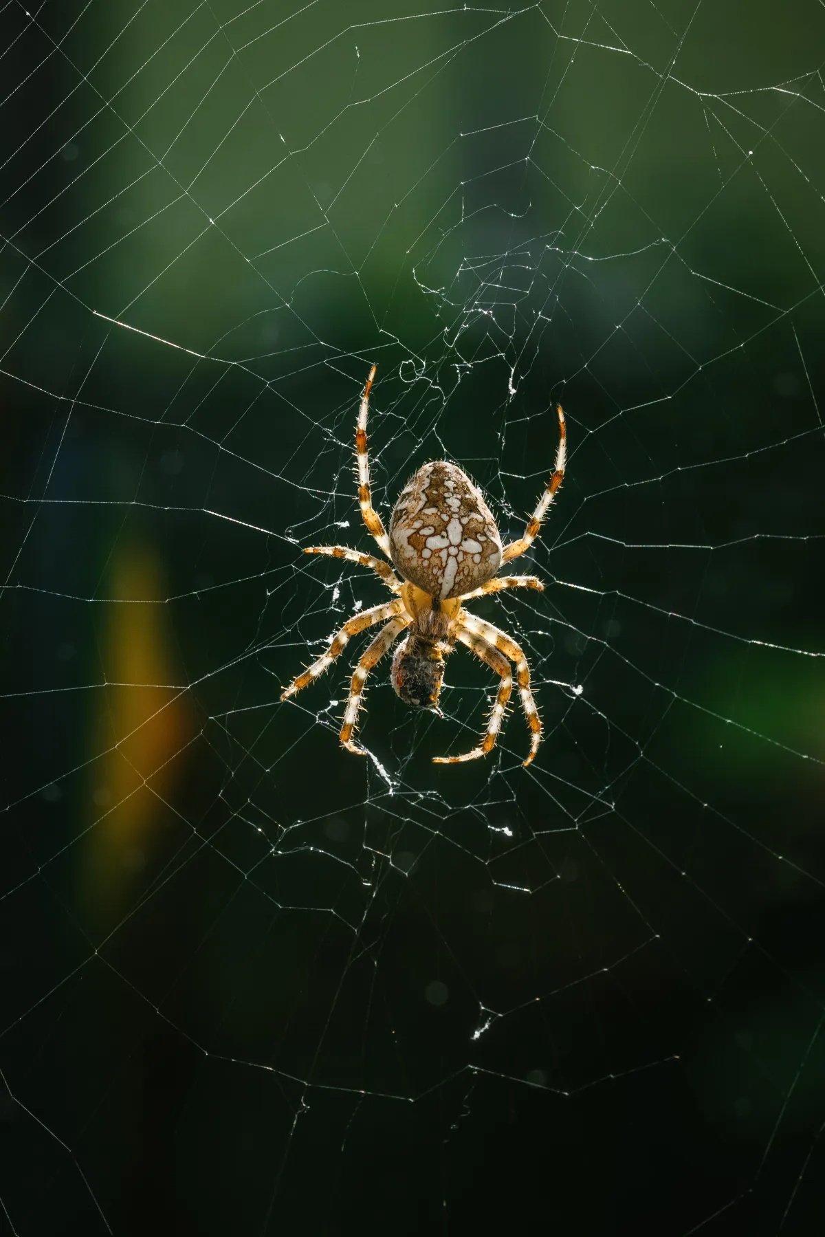 a close up photograph of a victoria spider crawling on a web