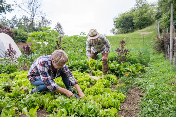 how to get involved in community farming