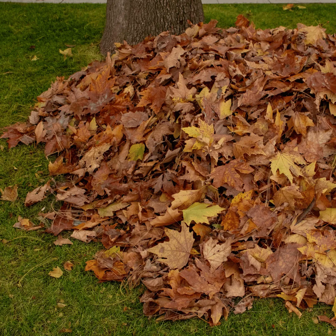 lawn care Adkins TX, lawn service San Antonio TX, yard maintenance Adkins TX, mowing service San Antonio TX, lawn mowing near Adkins TX, yard cleanup San Antonio TX, local lawn care company TX