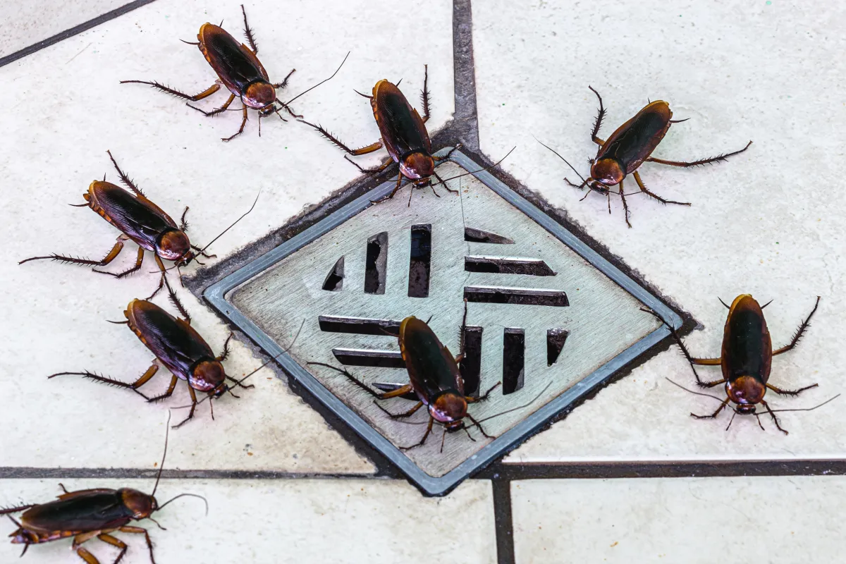 Bed bug treatment melbourne