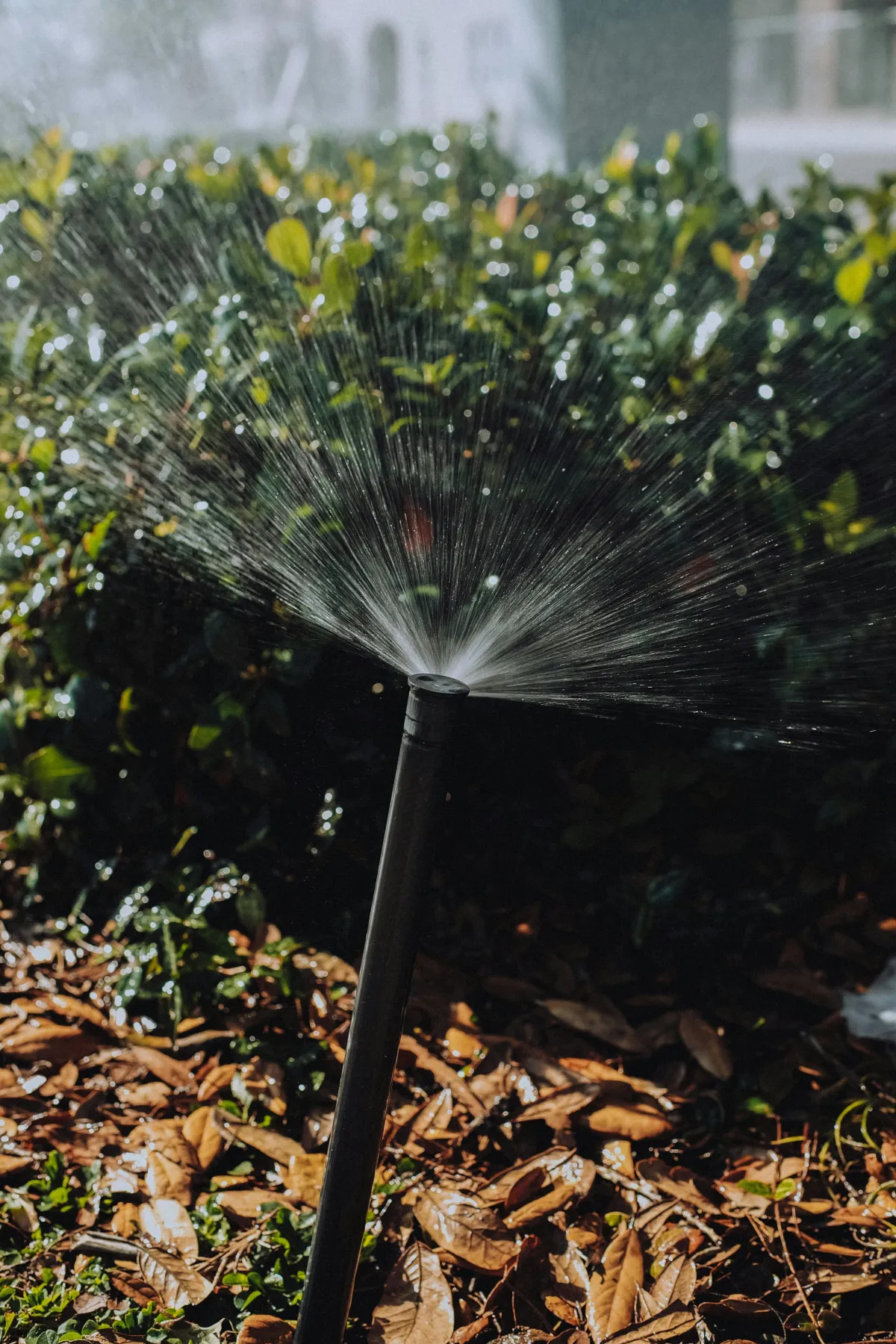 a black irrigation sprinkler with water coming out of it on a lawn with leaves and a shrub behind it