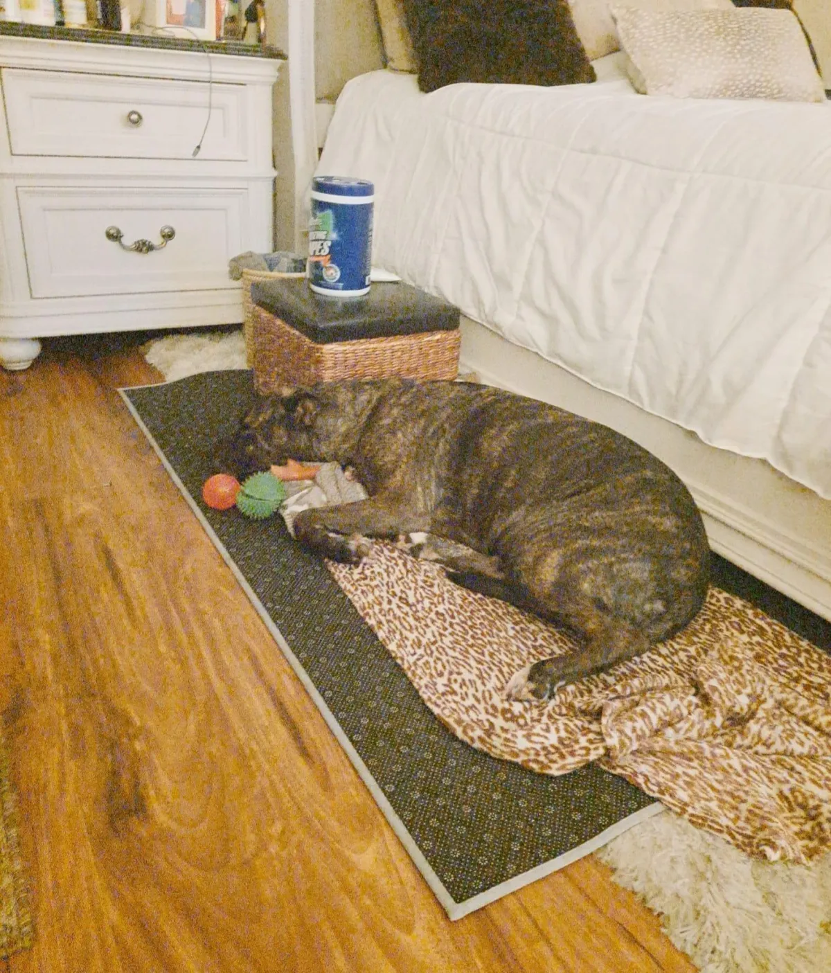 A white dog holding a toy in its mouth