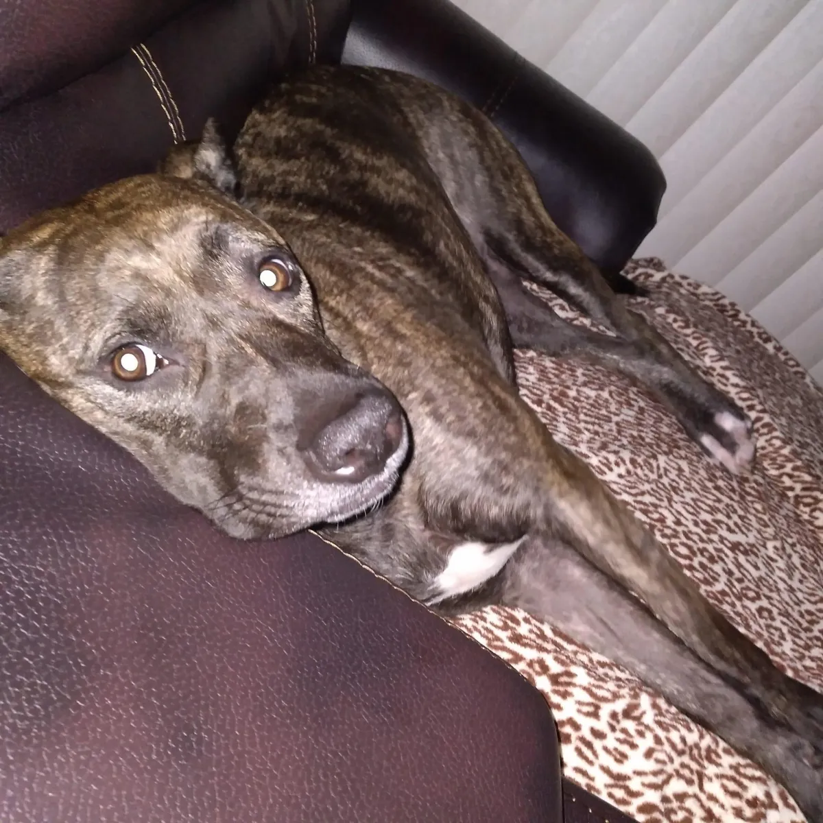 close-up photo of white medium-coated dog running on grass field during daytime