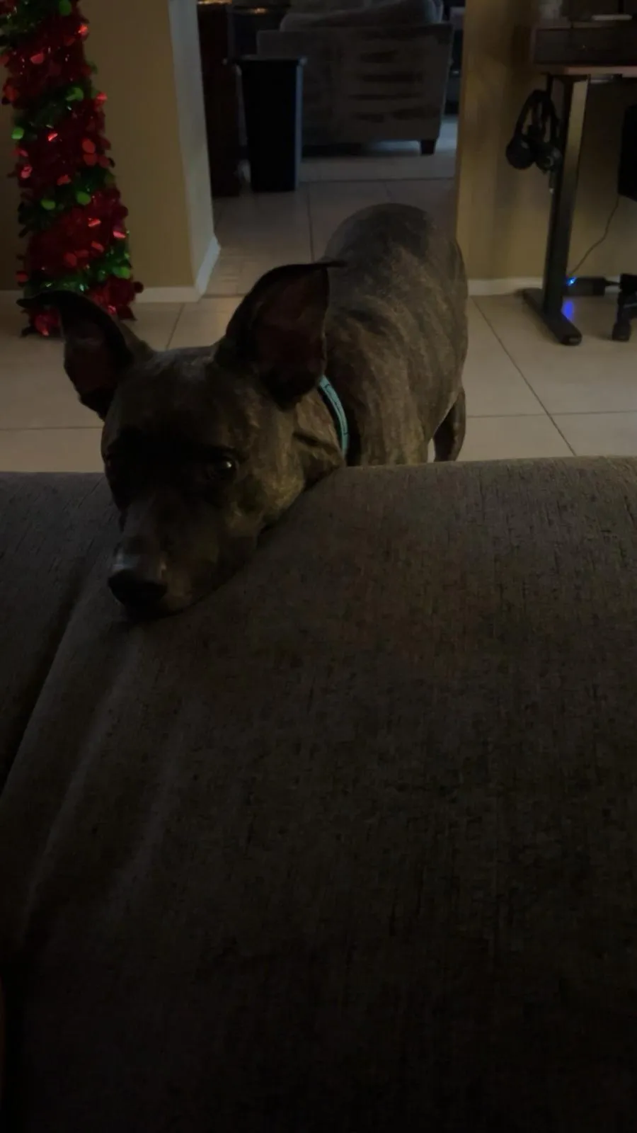 woman in black shirt holding white and brown short coated dog
