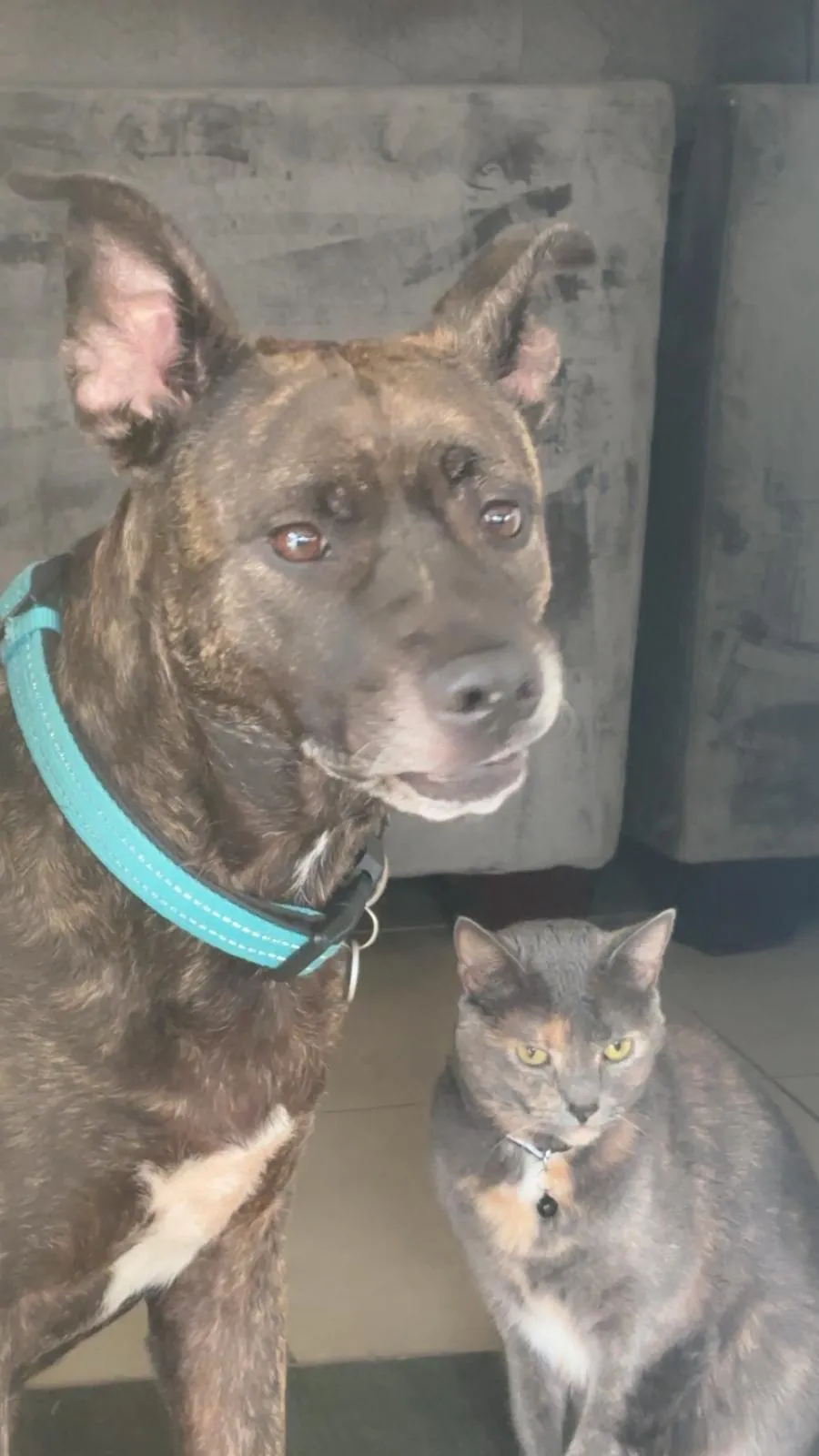 A happy corgi dog lying on a bed