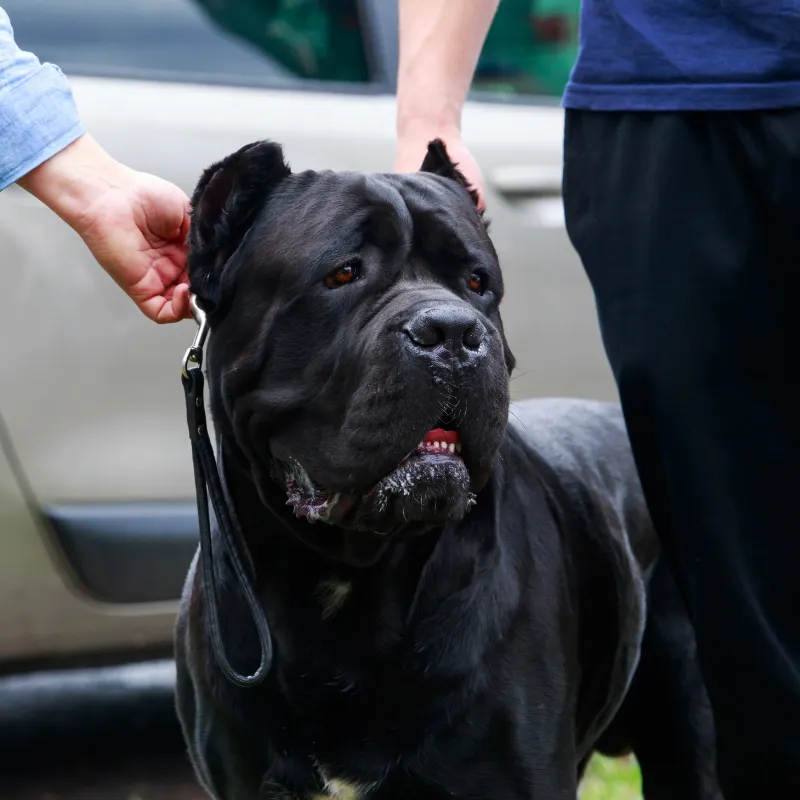 Brindle Cane Corso