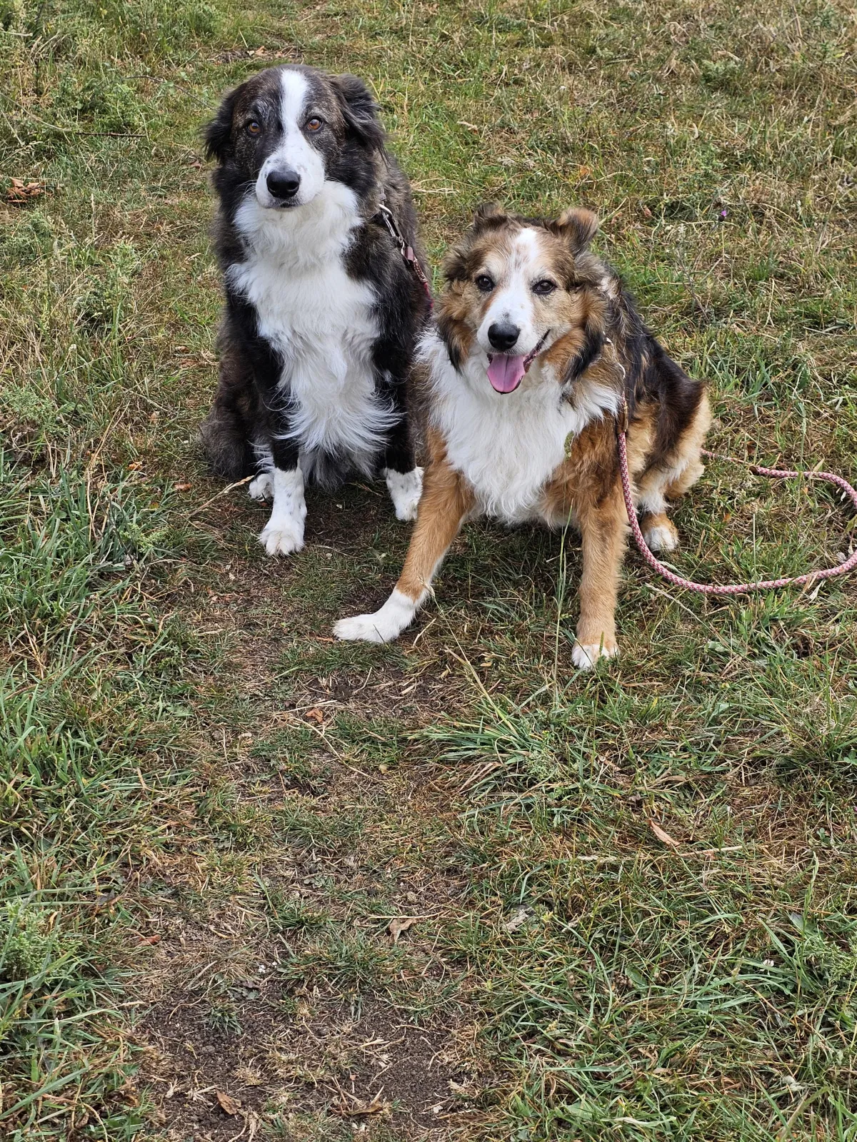 Stroud, Gloucestershire dog walking walker services