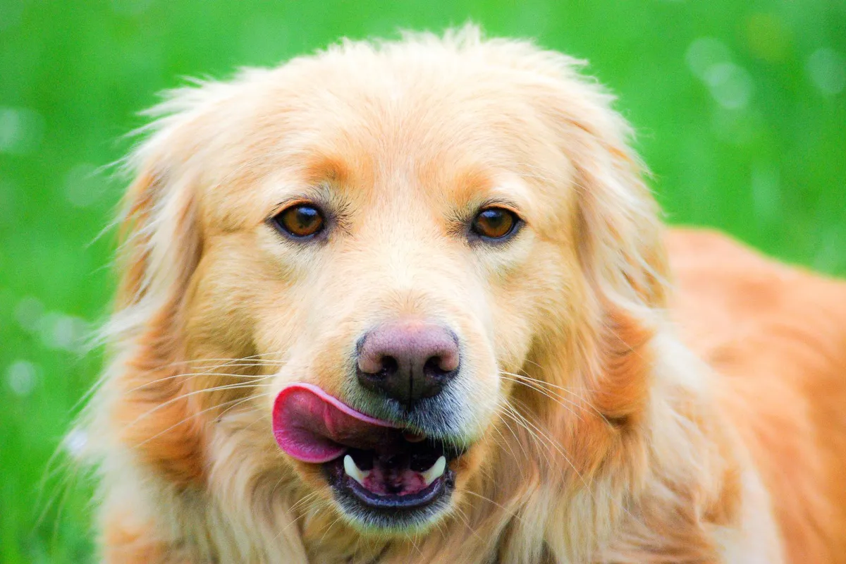 Dog lipping lips being trained Sirius Dog Stars UK