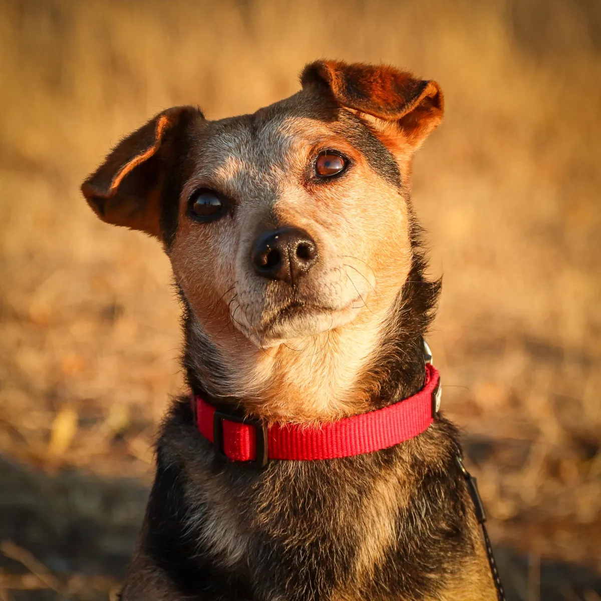 Stroud and Gloucestershire dog walking walker and pet sitting services dog trainer Sirius Dog Stars UK