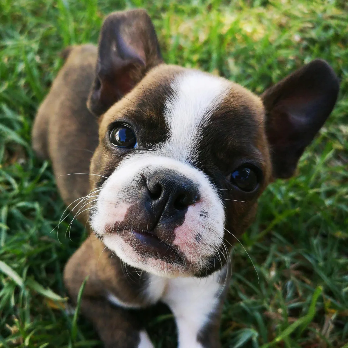 Stroud Gloucestershire puppy training classes Sirius Dog Stars UK