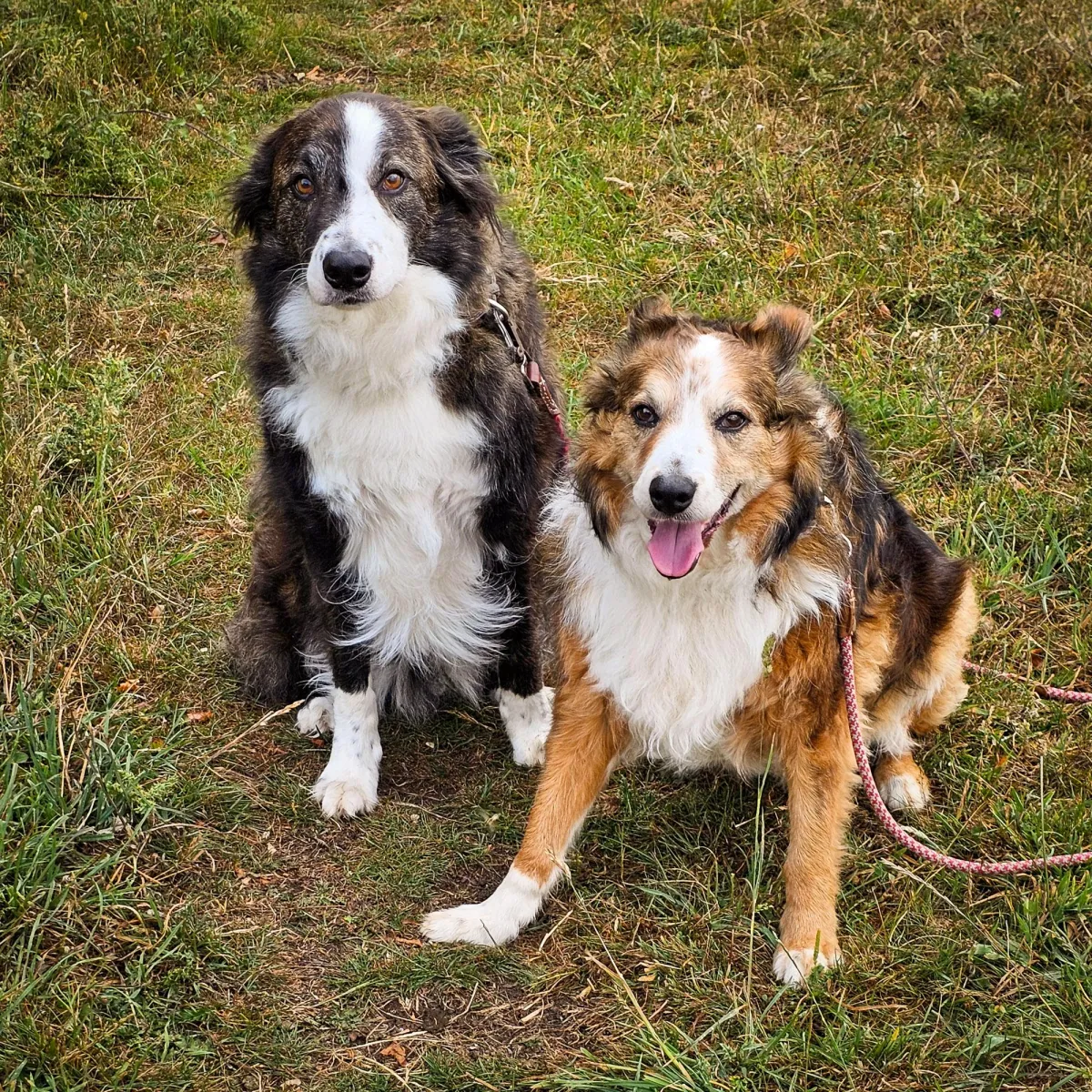 Stroud, Gloucestershire dog walking walker services