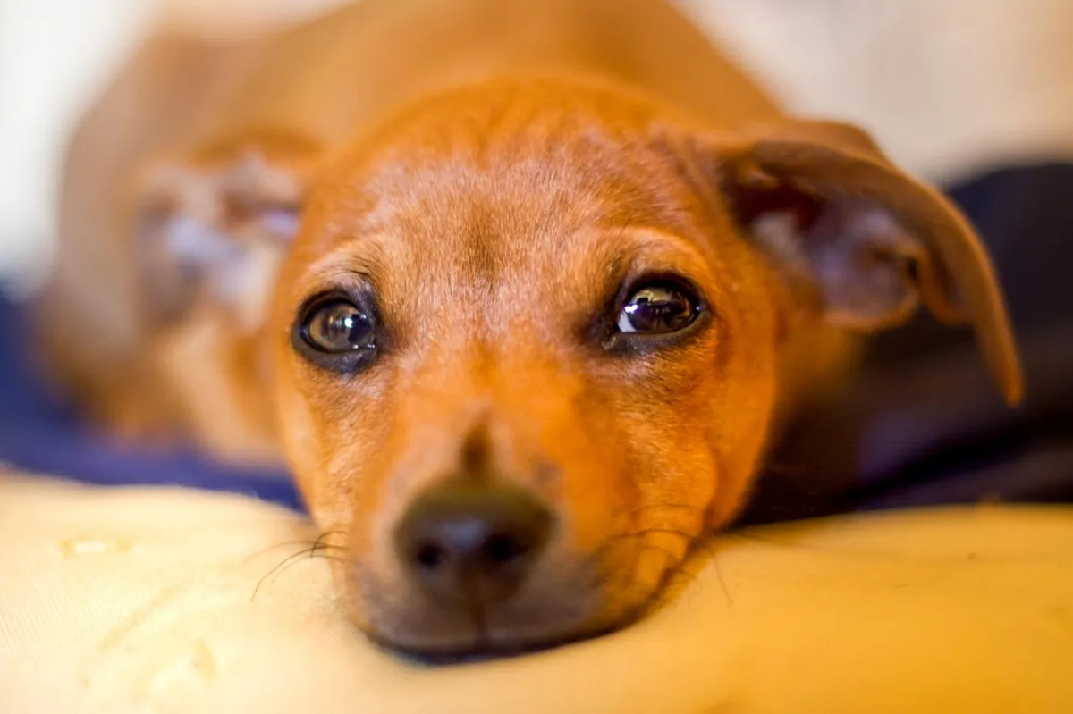 Stroud and Gloucestershire professional pet sitter sitting services 
