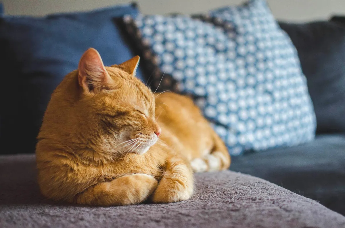 Stroud and Gloucestershire professional cat sitter sitting services 