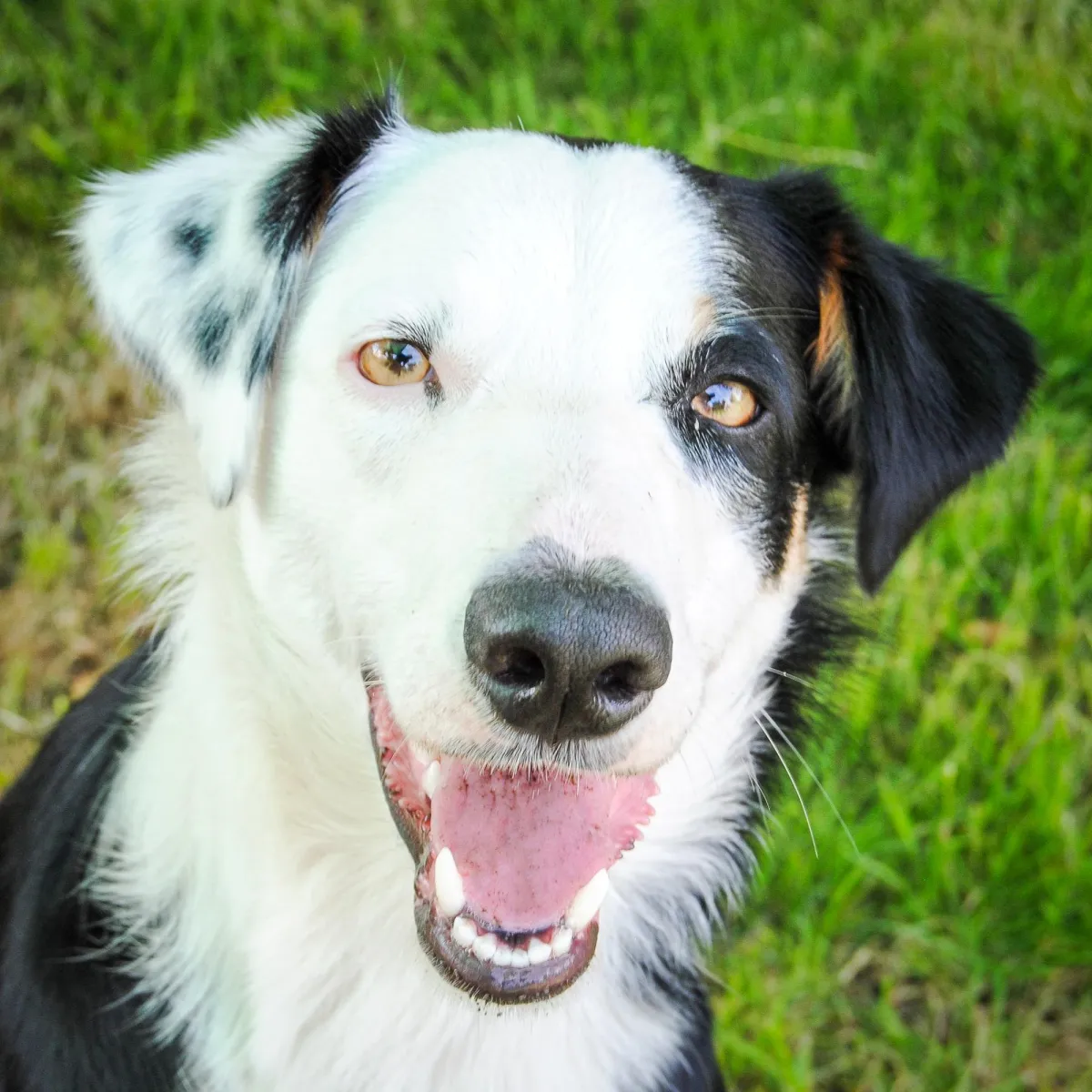 Dog trainer training canine behaviourist Stroud Gloucstershire