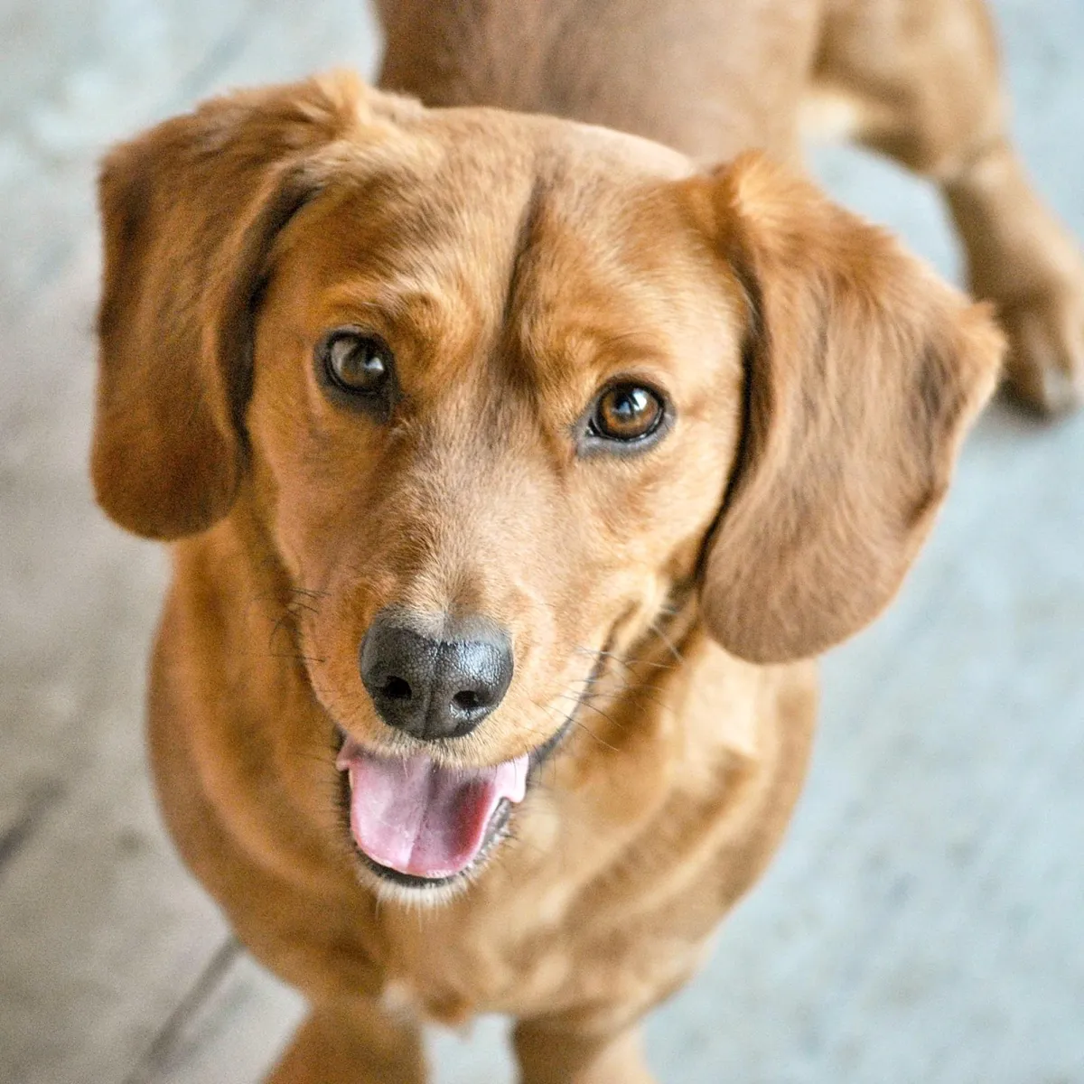 Sirius Dog Stars Dog training trainer behaviourist Stroud Gloucestershire