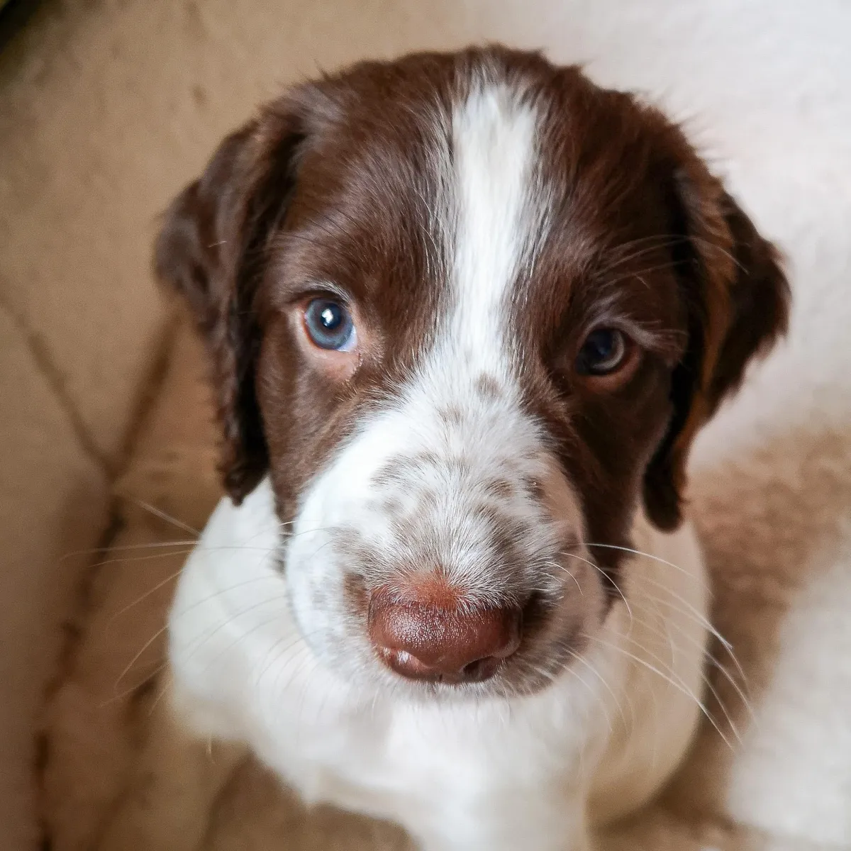 Stroud and Gloucestershire professional dog walker pet sitter sitting services UK