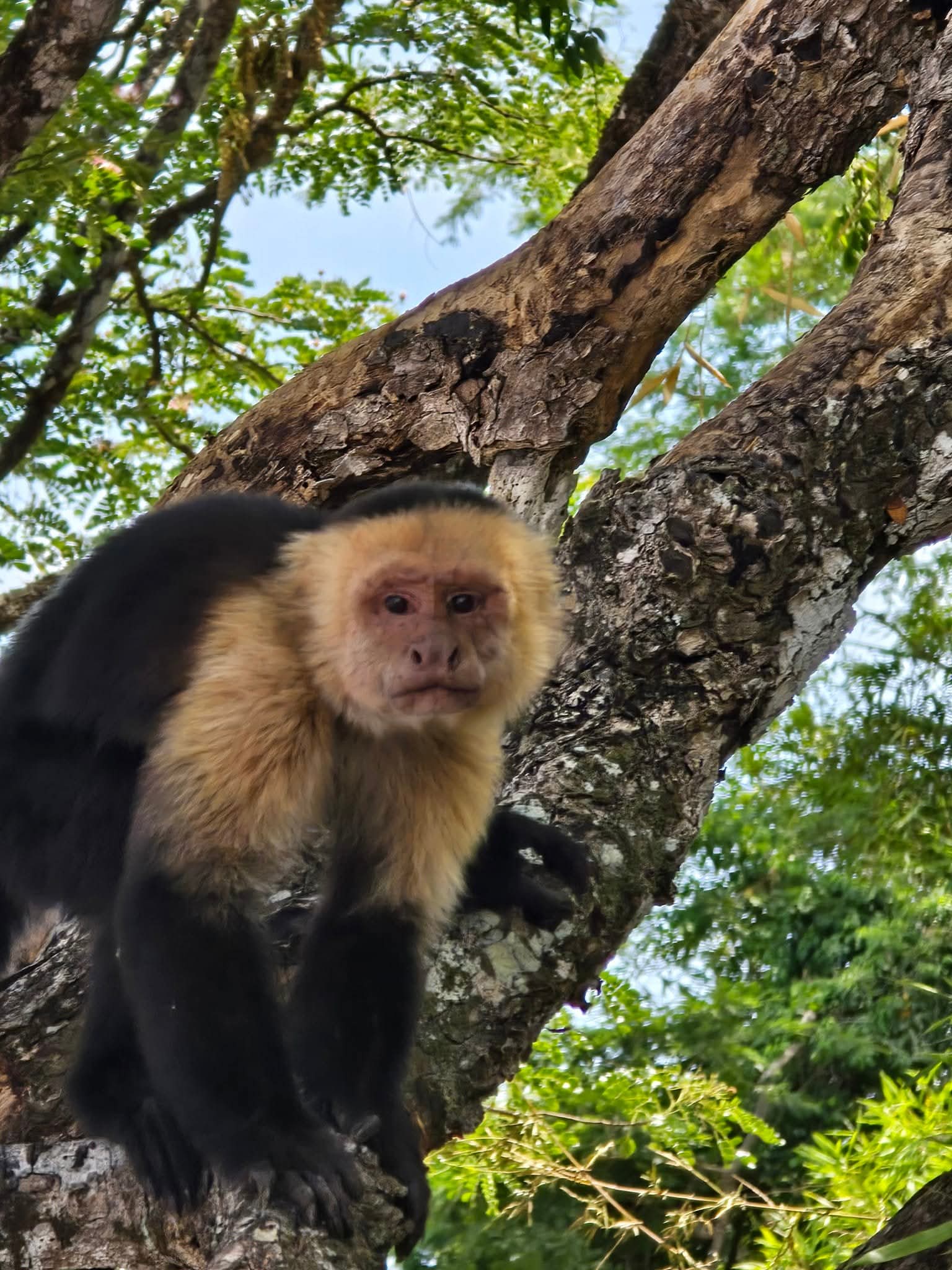 monkey