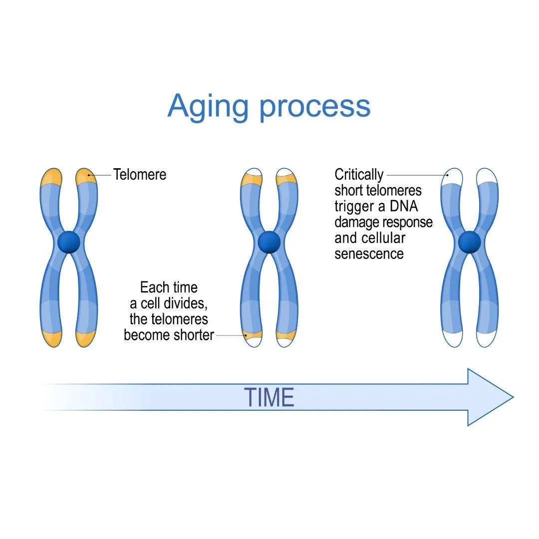 Image design of the aging process