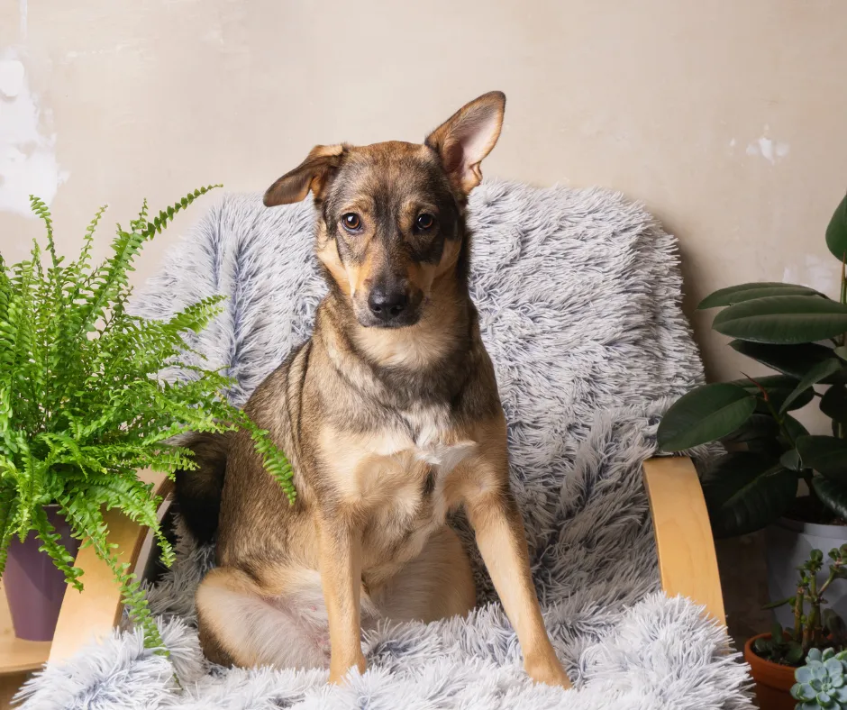 How to Make Your Dog Grooming Business Eco-Friendly and Save Money