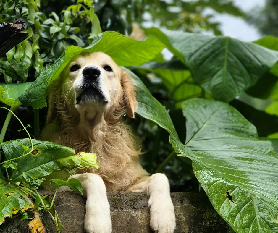 How to Market Yourself as an Eco-Friendly Dog Groomer (Without Greenwashing)