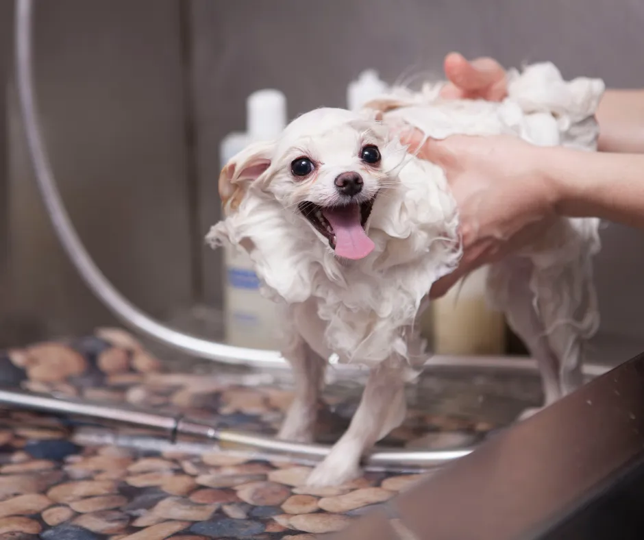 Word-of-Mouth Magic: How to Get Clients Talking About Your Home Salon