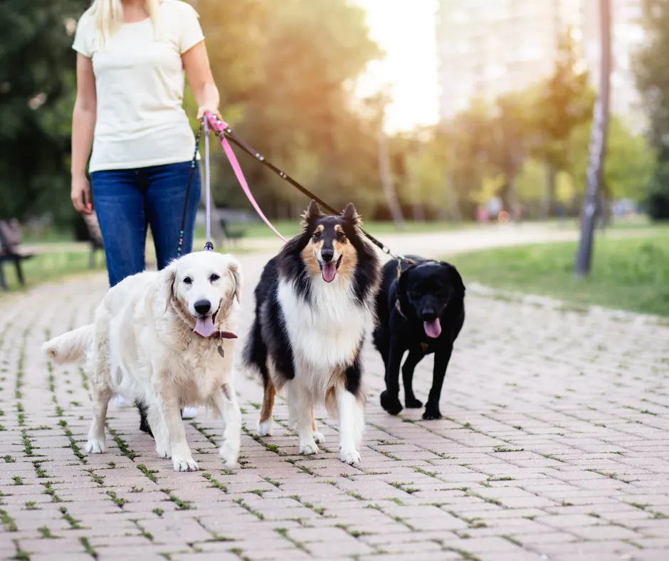 How Partnering with Local Pet Businesses Can Grow Your Home-Based Dog Grooming Business