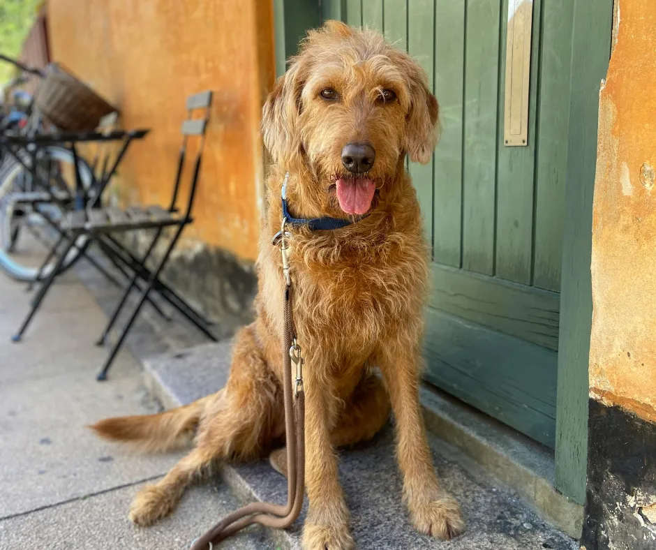 Why Going Door-to-Door Can Be a Game-Changer for Your Home-Based Dog Grooming Business