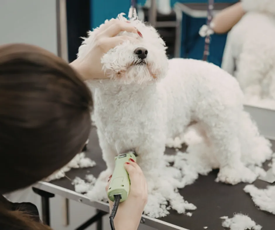 Busy Season Survival: Time Management Tips for Home-Based Dog Groomers