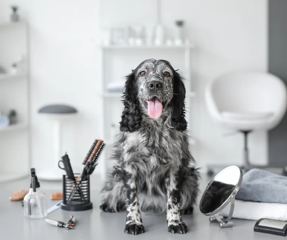 How to Make Your Home Dog Grooming Salon Look Professional on a Budget