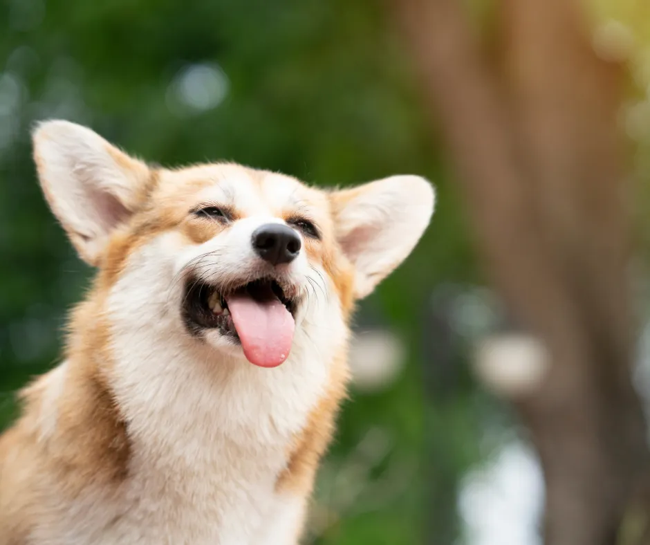 How to Run an Efficient and Successful Home-Based Dog Grooming Business During a Heatwave