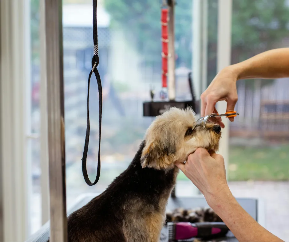 The Small Habits Every Successful Home-Based Groomer Swears By