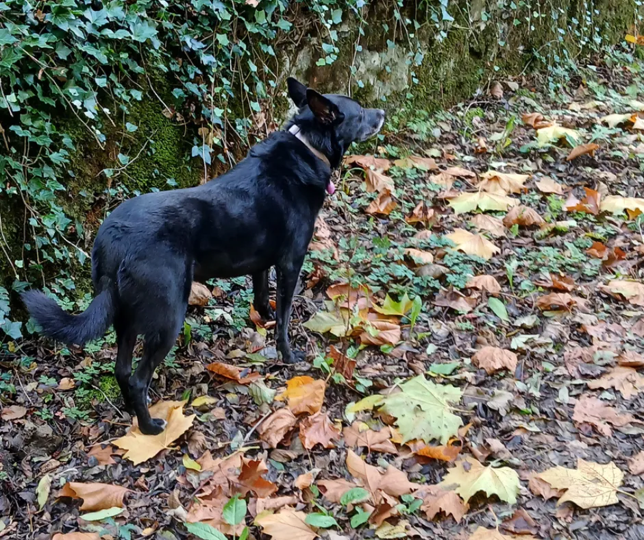 Fall Vibes: How to Bring Autumn Magic Into Your Dog Grooming Business