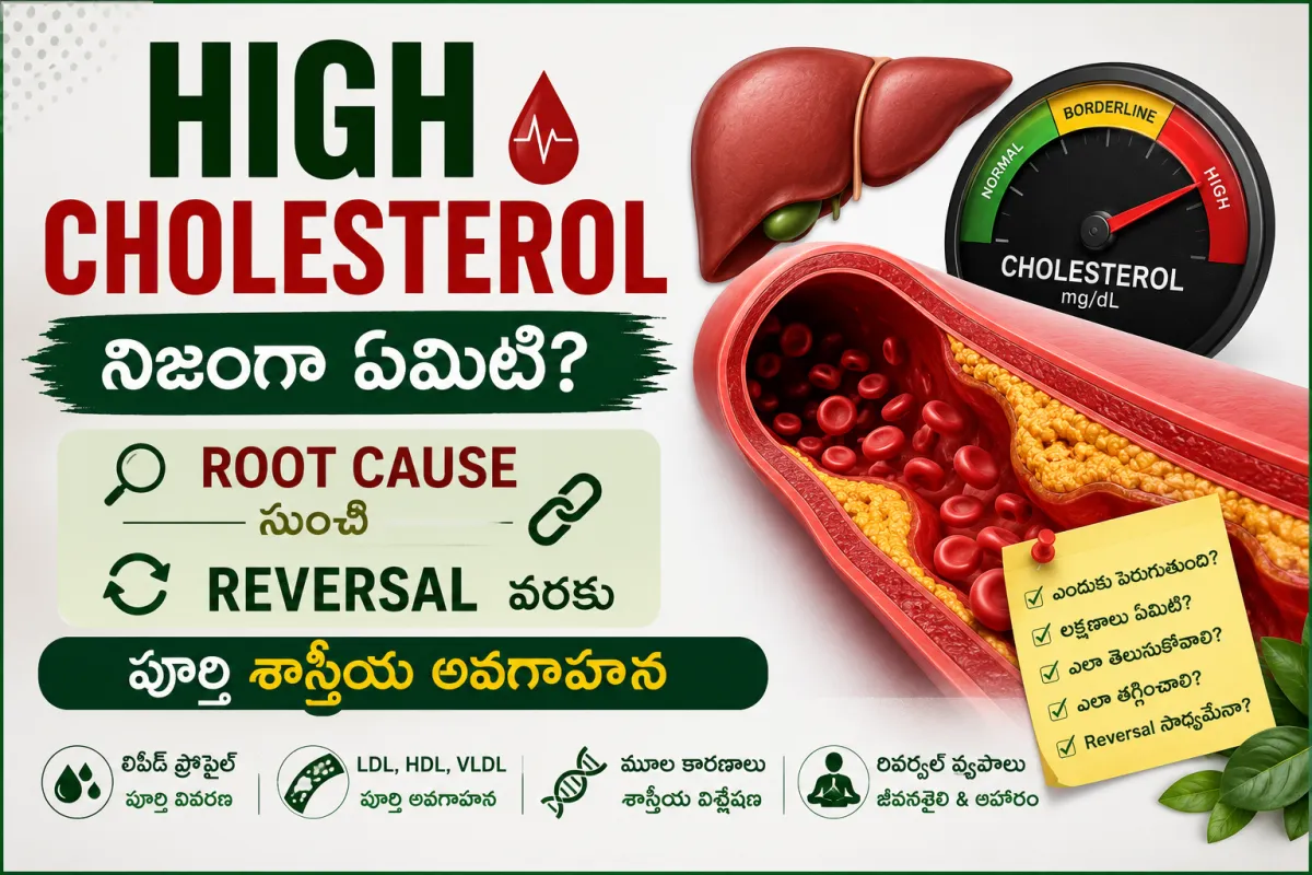 High Cholesterol ఎలా ఏర్పడుతుంది, లివర్, రక్తనాళాలు మరియు కొలెస్ట్రాల్ పేరుకుపోవడం నుంచి శాస్త్రీయ రివర్సల్ వరకు వివరించే మెడికల్ ఇన్ఫోగ్రాఫిక్