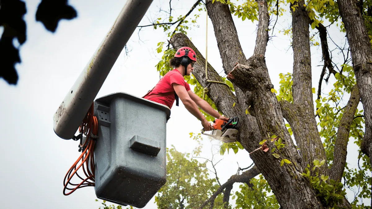 Tree Removal