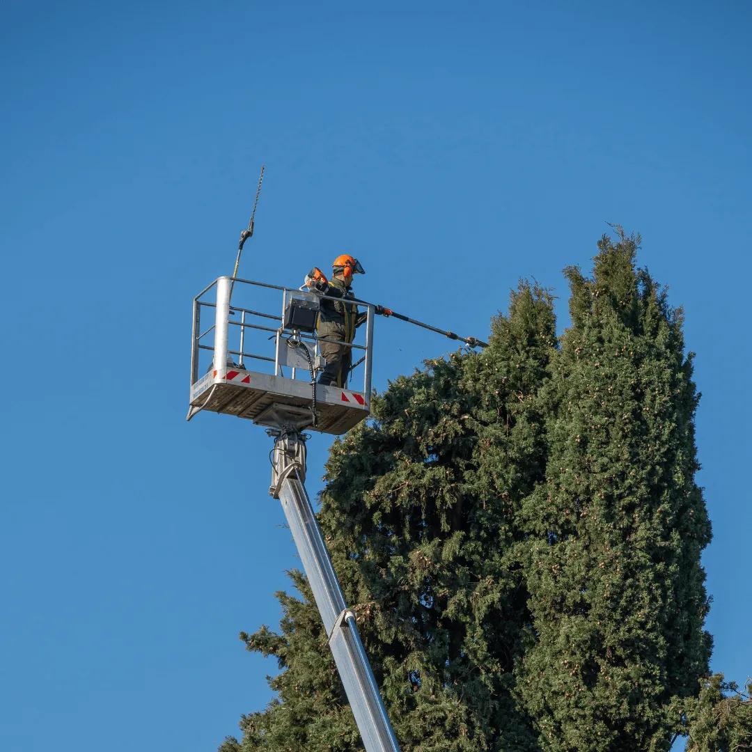 Tree Trimming