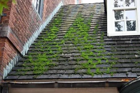 Olympia Residential and Commercial Pressure Washing Services Mos Treatmet
