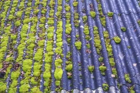 Olympia Residential and Commercial Pressure Washing Services Moss Removal